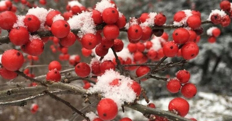 winter berry shrub