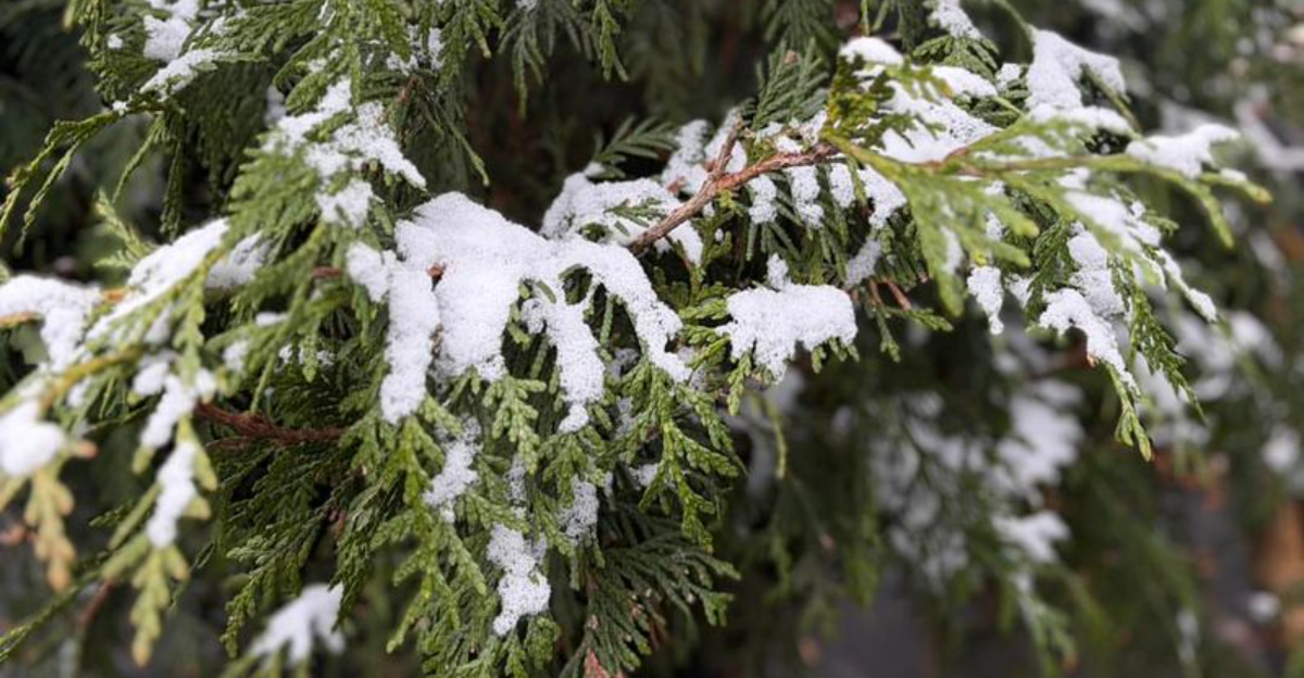 Snow On The Ground? You Can Still Tackle These 10 Winter Garden Tasks In Maine