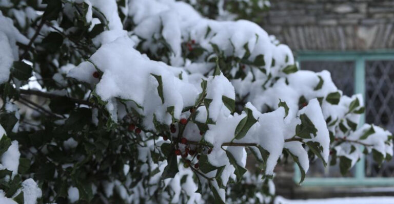 snow on branches