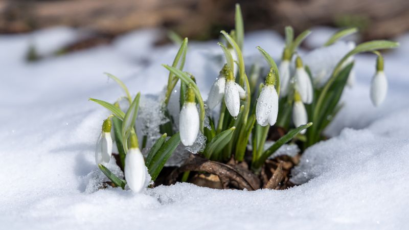 Snow Shields Bulbs And Crowns From Extreme Cold