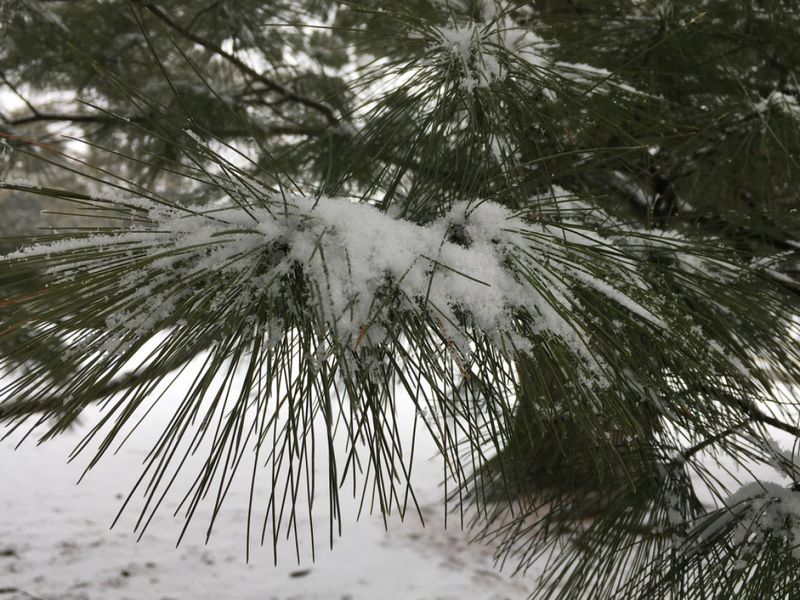 Snow Protects Perennials From Bitter Wind