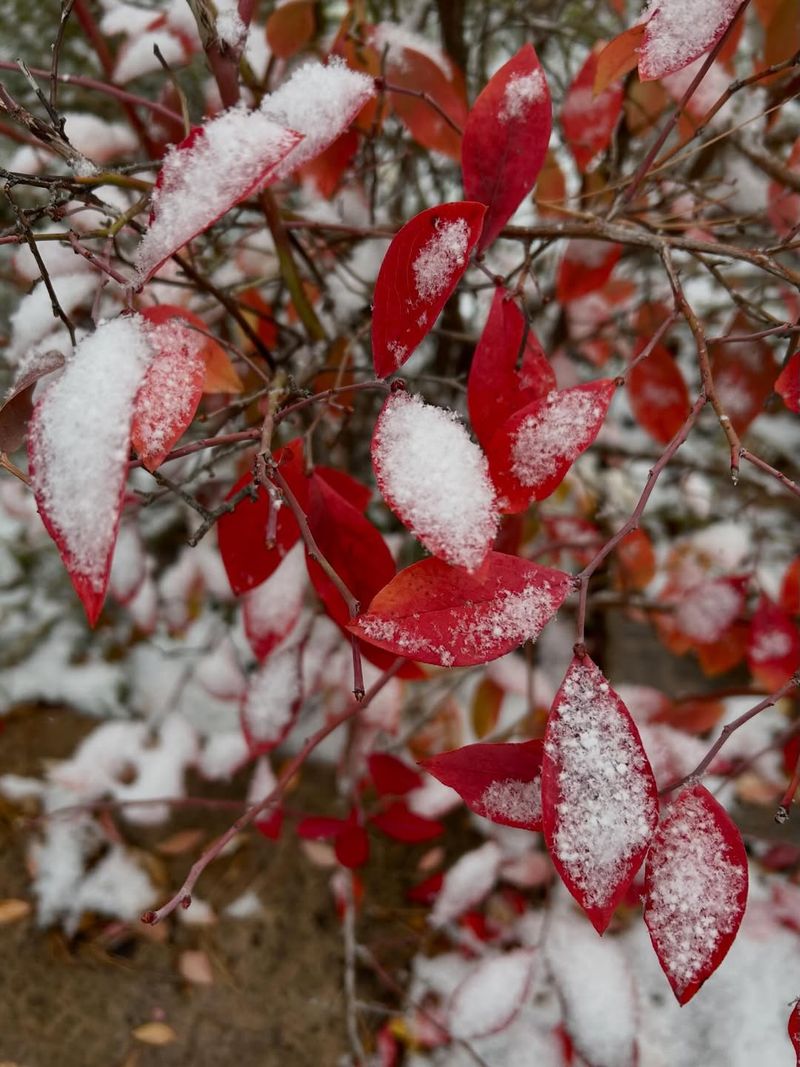 Snow Reduces Winter Sun Scald On Plants