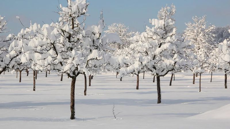 Snow Slows Down Premature Winter Thawing