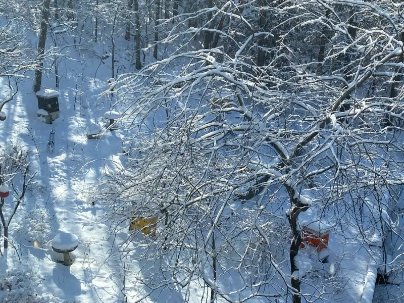 Snow Reduces Frost Heaving Of Perennials