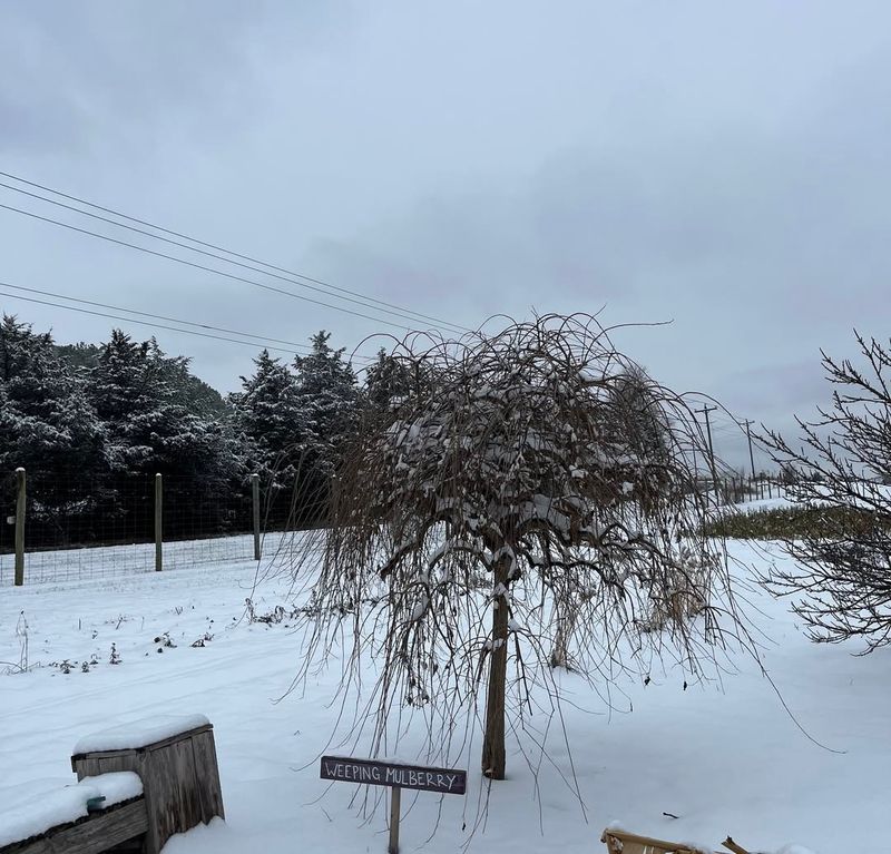 Snow Slows Premature Spring Wake-Ups