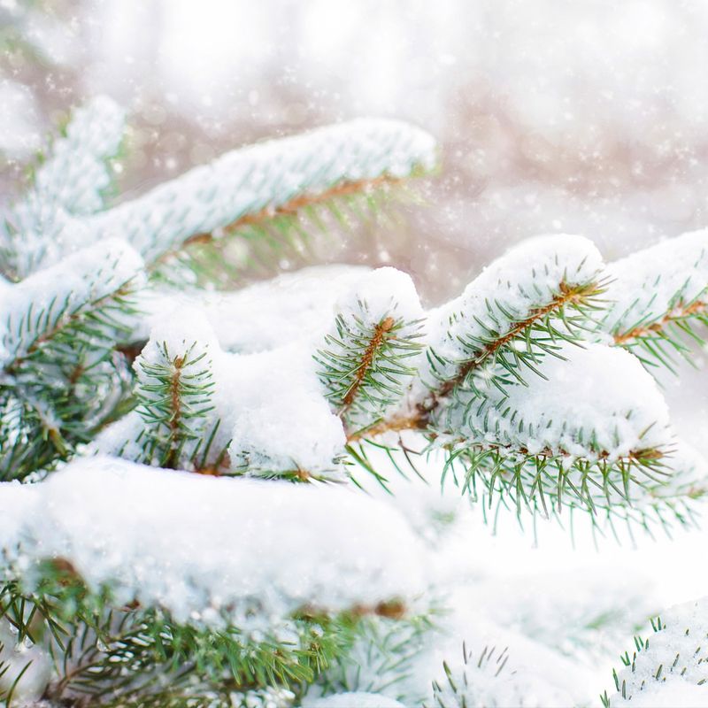 Snow Insulates Beneficial Soil Microorganisms