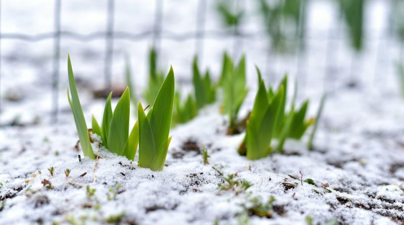 Snow Protects Groundcovers And Low-Growing Plants