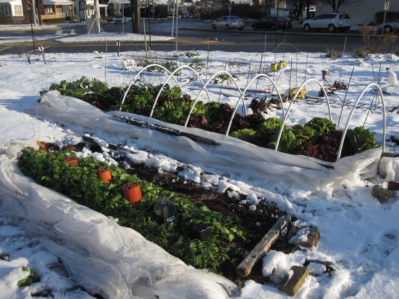 Snow Sets The Stage For Stronger Spring Growth