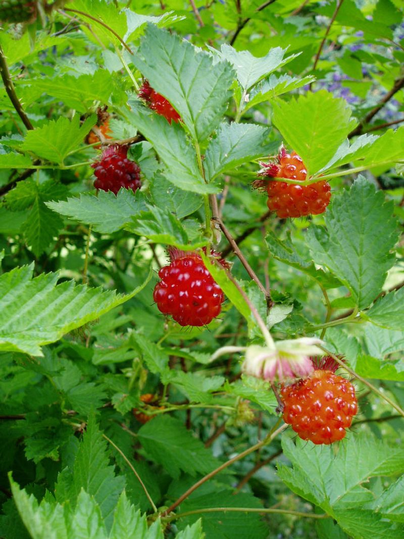 Salmonberry