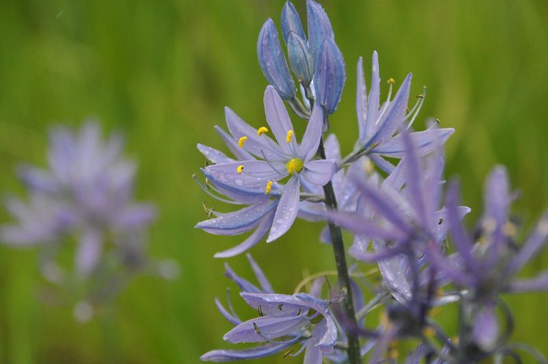 Camas Lily (Camassia quamash)