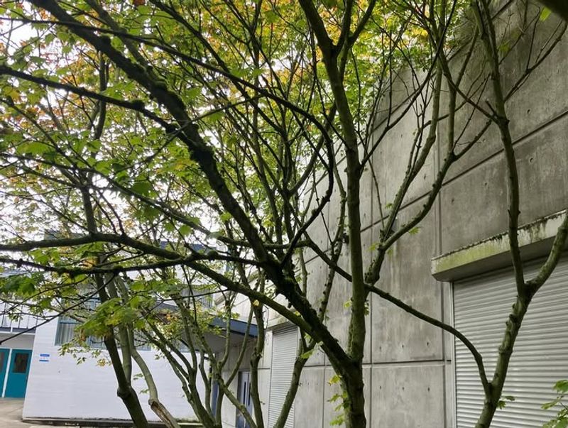 Vine Maple (Acer circinatum)