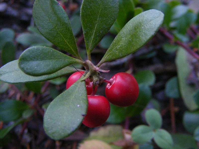 Kinnikinnick (Arctostaphylos uva-ursi)
