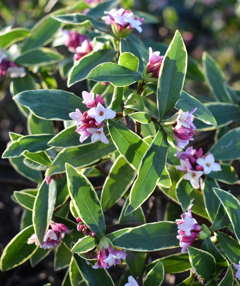 Daphne Perfumes The Winter Garden
