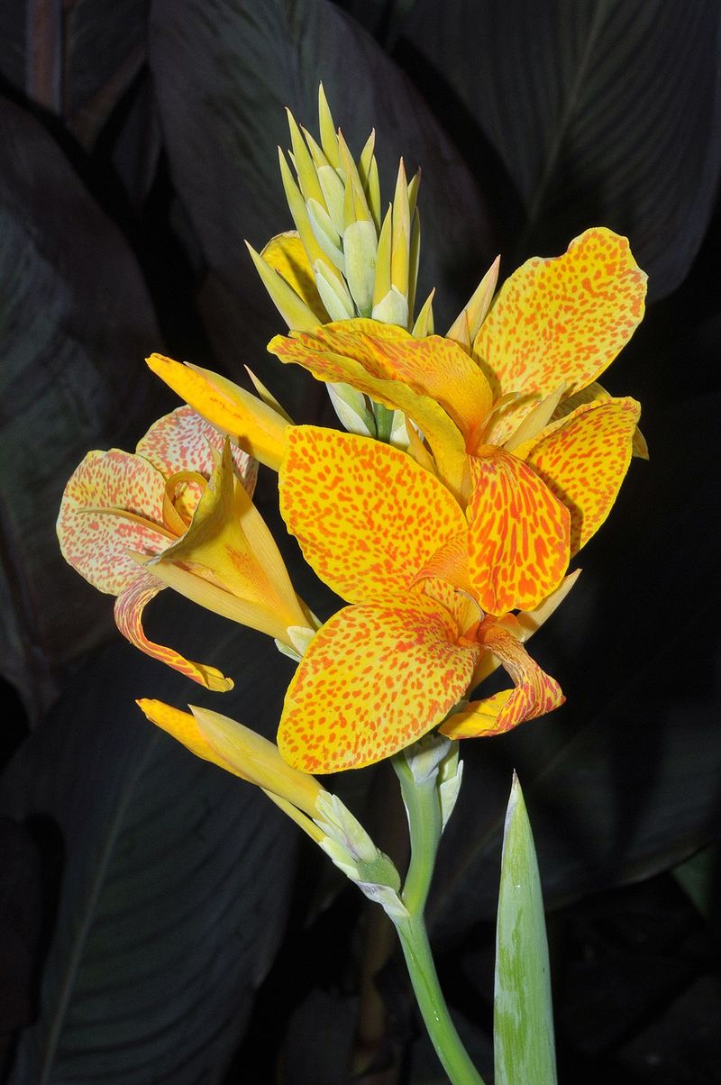 Golden Canna Adds Bright Blooms To Wet Landscapes