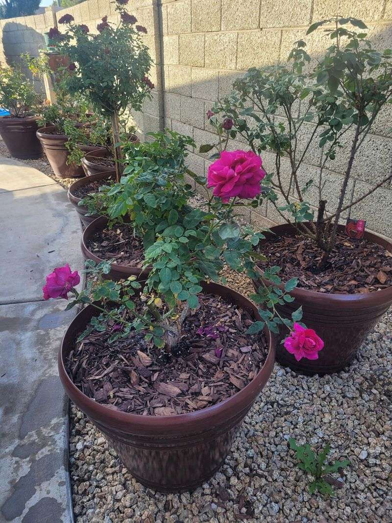 Timing Pruning Around Arizona's Growing Seasons