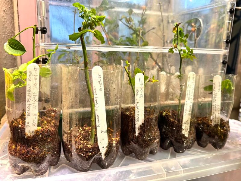 The Role Of Daylight In Early Rose Development