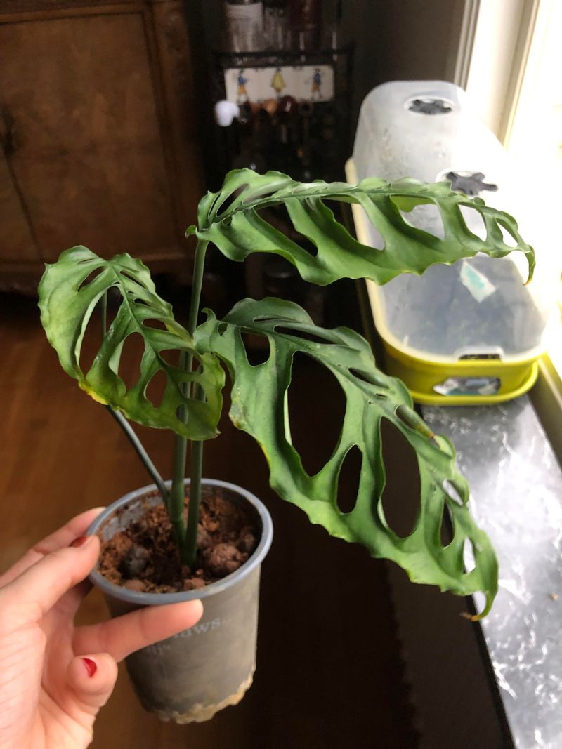 Watering Without Causing Stress Or Rot