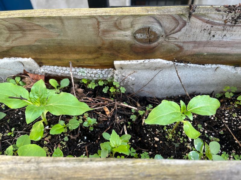 Moisture Gets Trapped Before Plants Are Ready For It