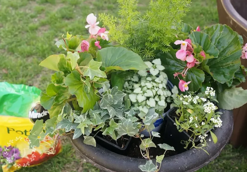 Sunlight Placement For Maximum Blooming