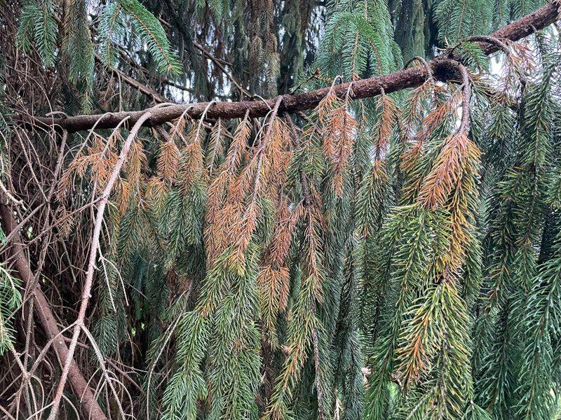 Pine Wilt Disease From Nematodes