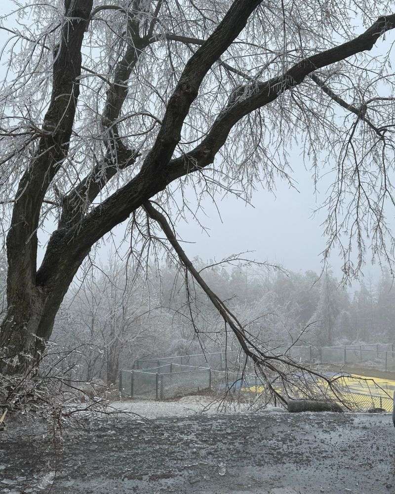 Broken Branches From Ice And Refreezing Snow