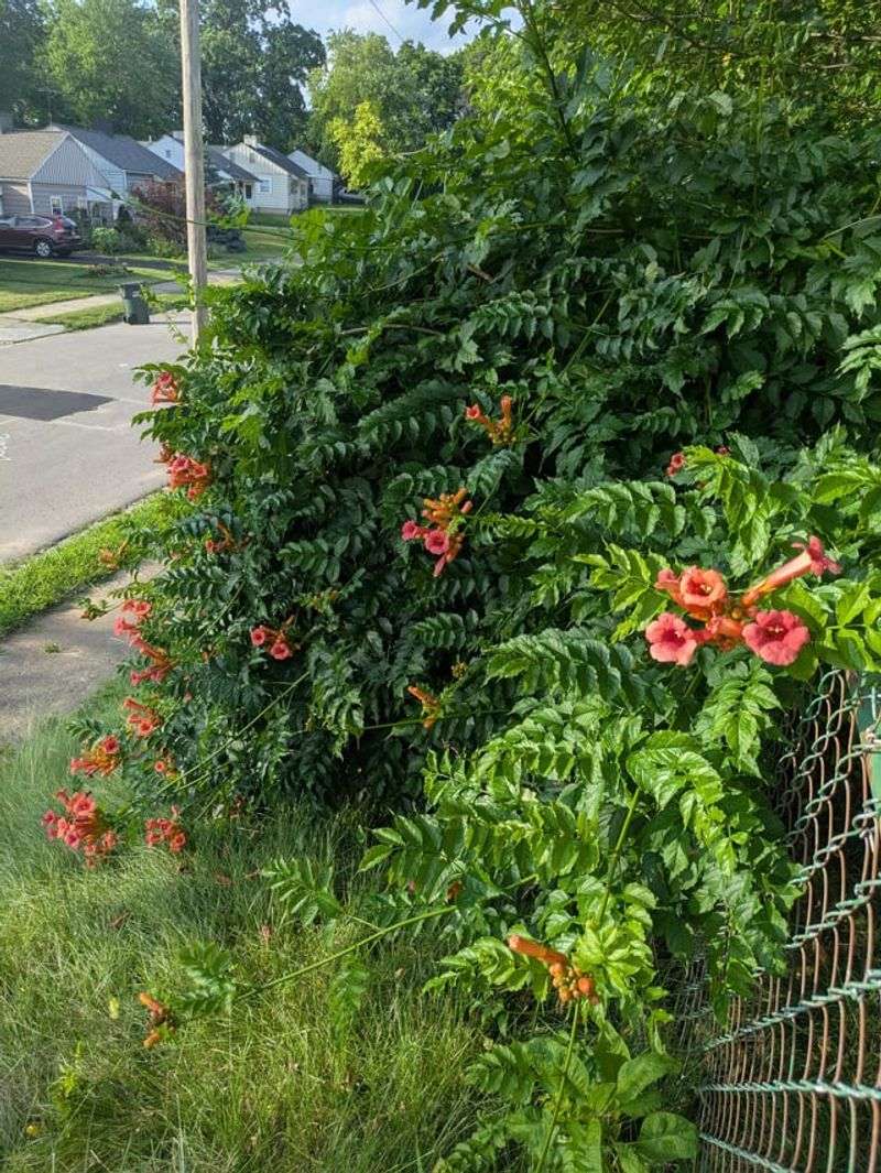 Fast Growth Often Leads To Higher Maintenance Later