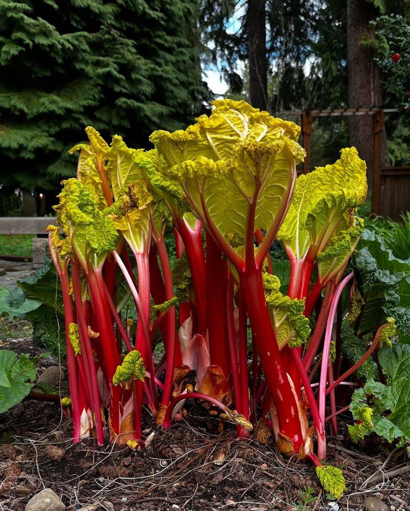 When And How To Plant Rhubarb