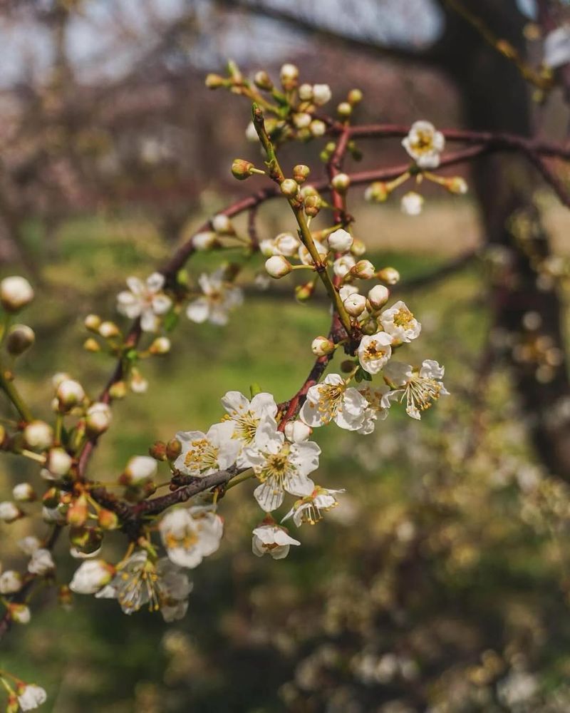 Which Fruit Trees Need The Most Protection