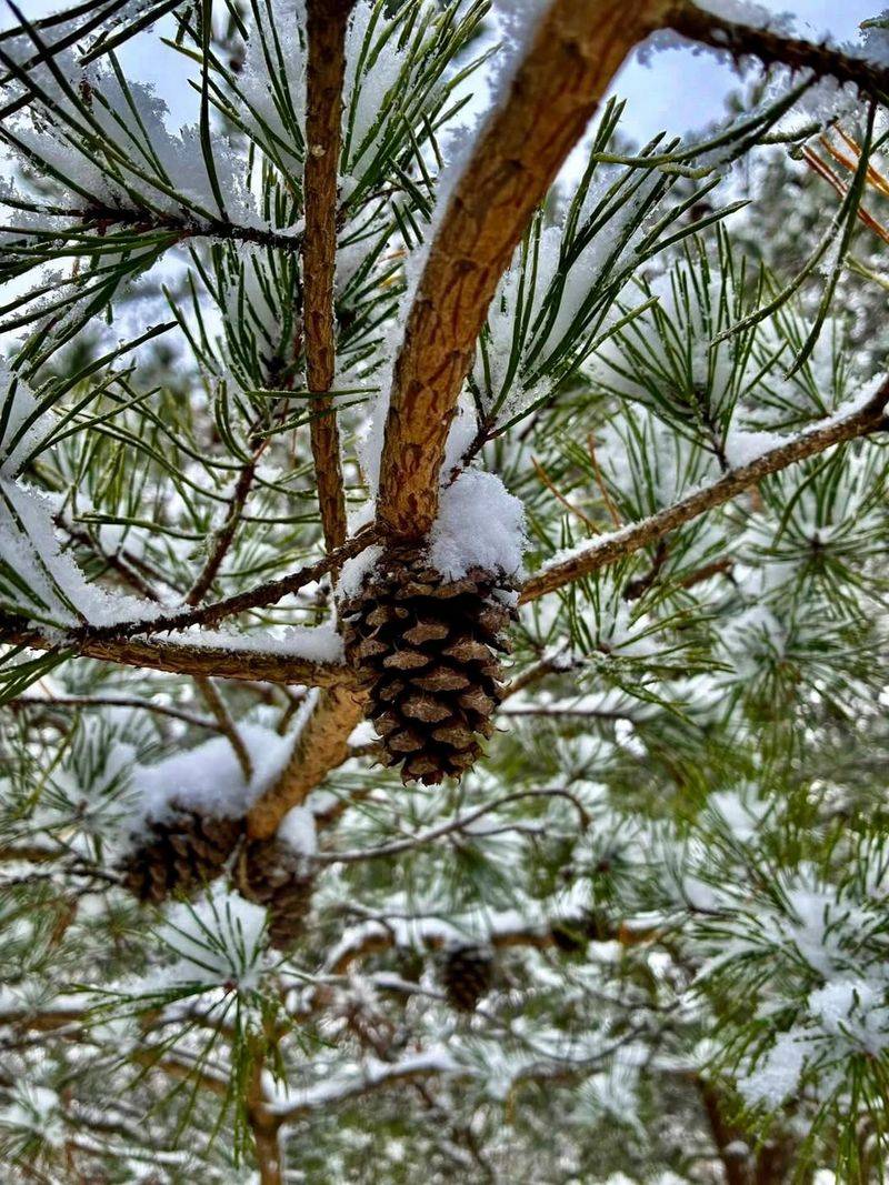 Snow Alone Often Isn't Enough In Dry Winters