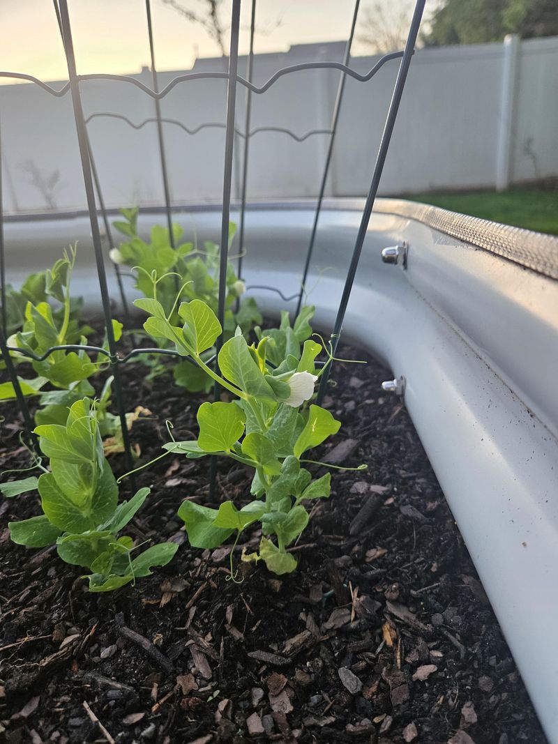 Short Winter Days Reduce Early Stress On Young Plants