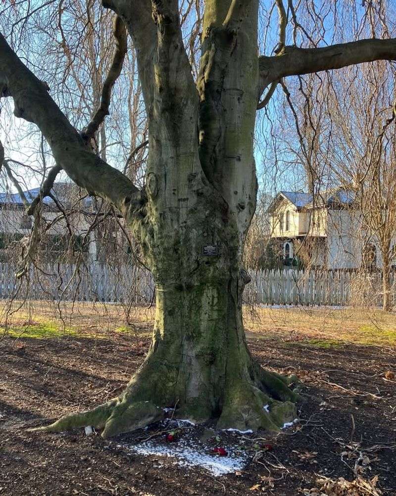 Shaded Areas Under Mature Trees