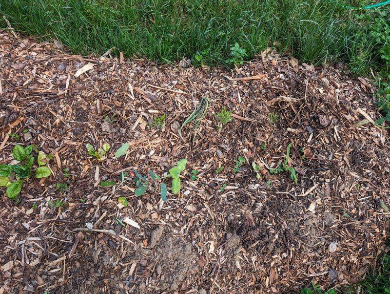 Fresh Mulch Can Interfere With Seasonal Fertilizing