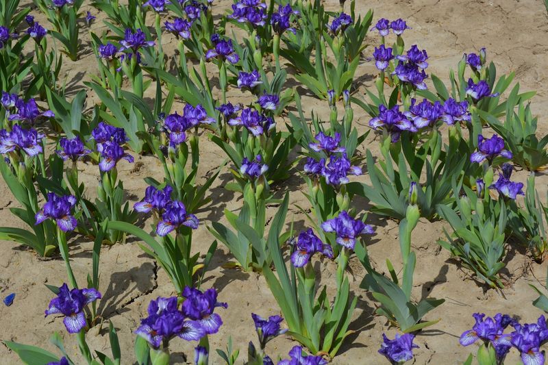 Proper Planting Depth And Spacing