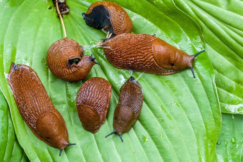 Pests Like Slugs And Snails Multiply Rapidly