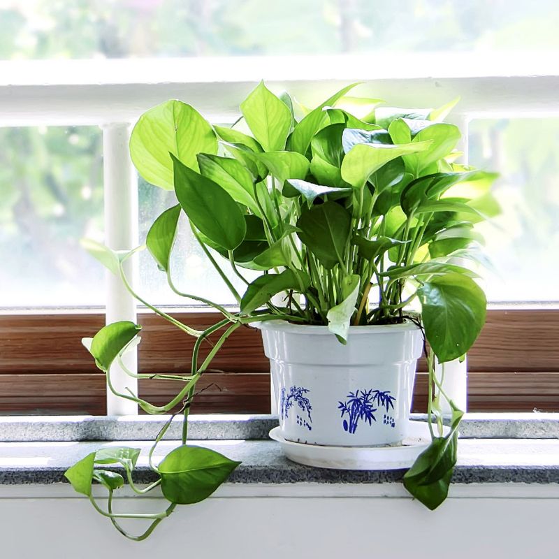 Plants Leaning Toward Windows In Low Winter Light