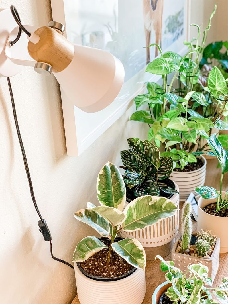 Leaves Turning Toward Artificial Light Sources