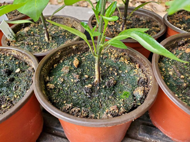 Algae Growth On Soil Surface