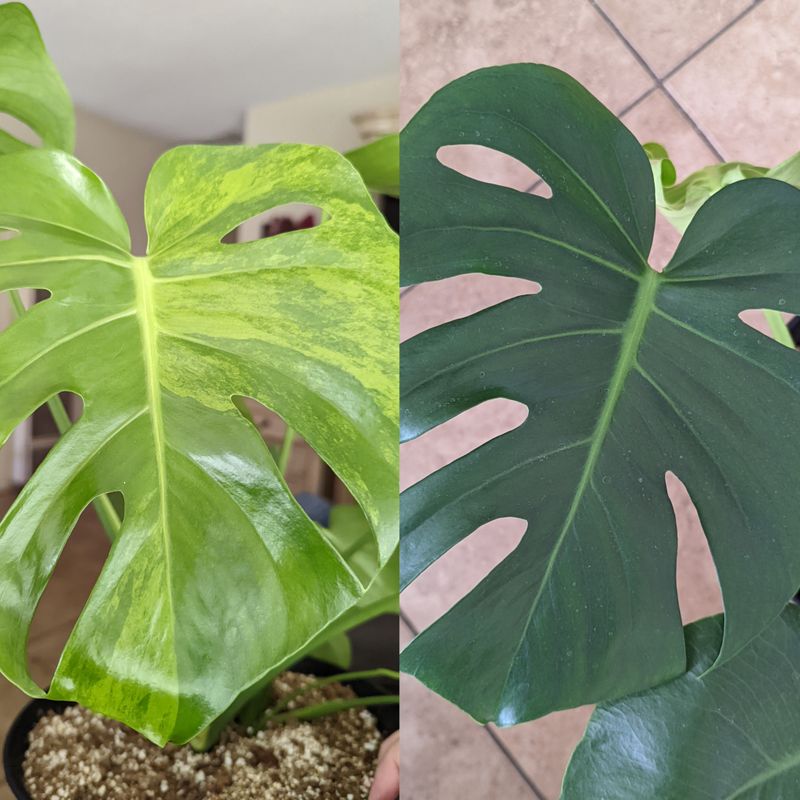 Variegation Fading Or Disappearing