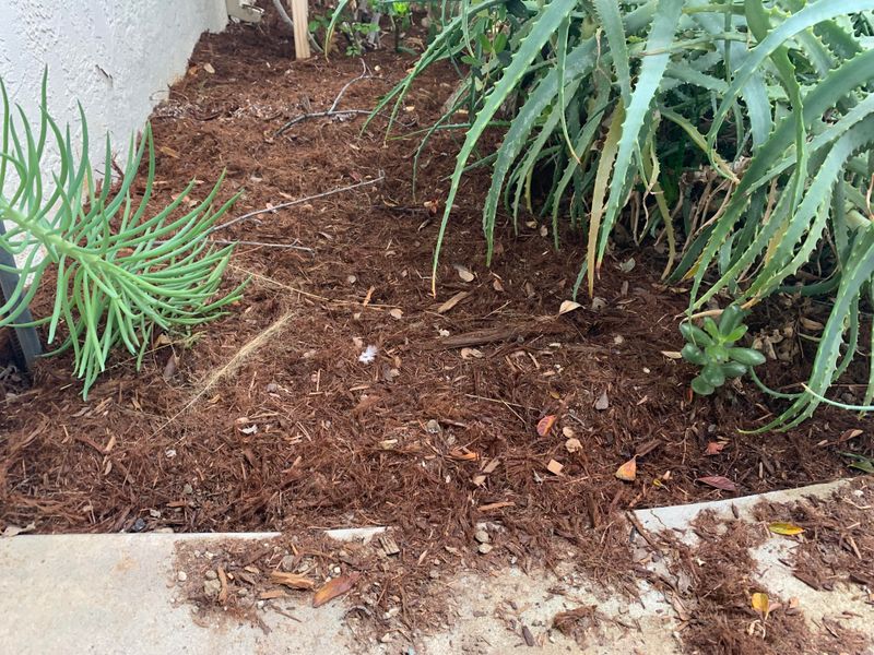 Choosing The Right Mulch Before Heat Sets In