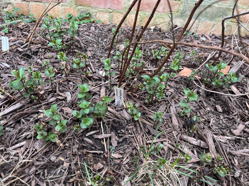 Subtle Warning Signs Gardeners Often Miss