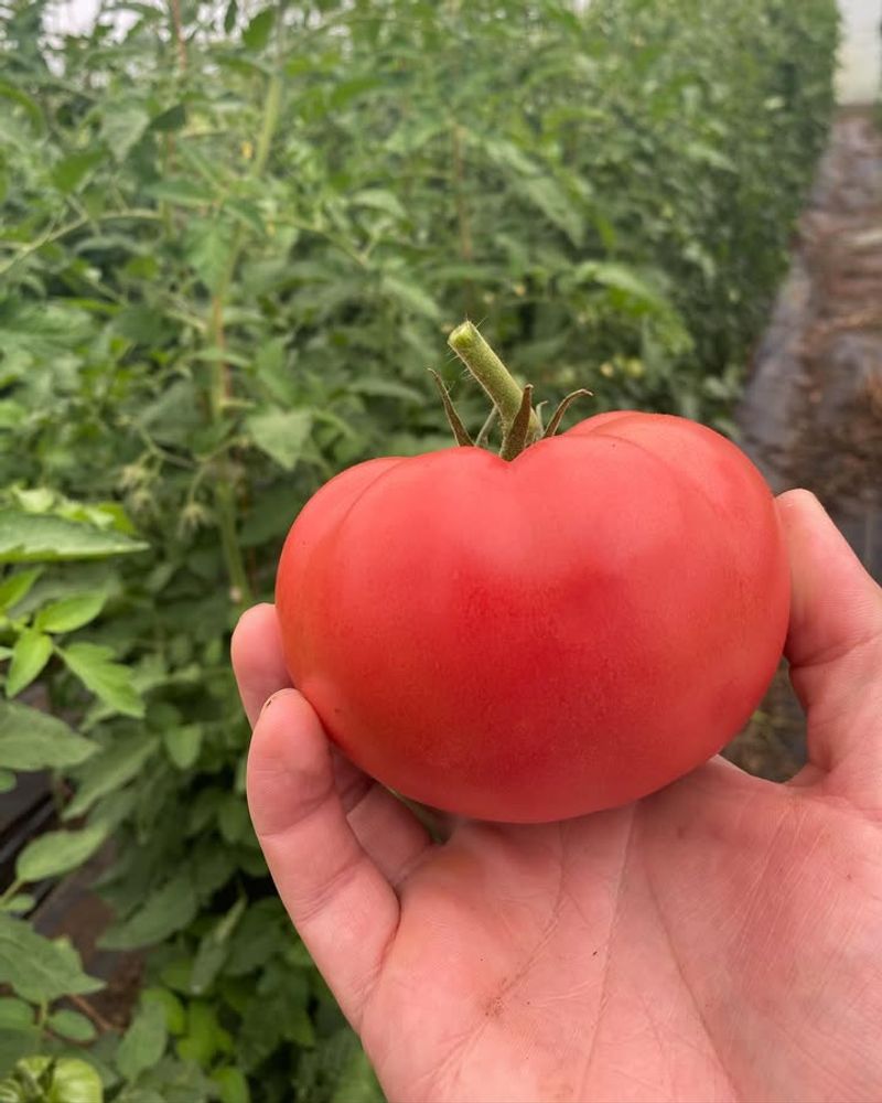 Variety Selection Mismatched To Climate Zone