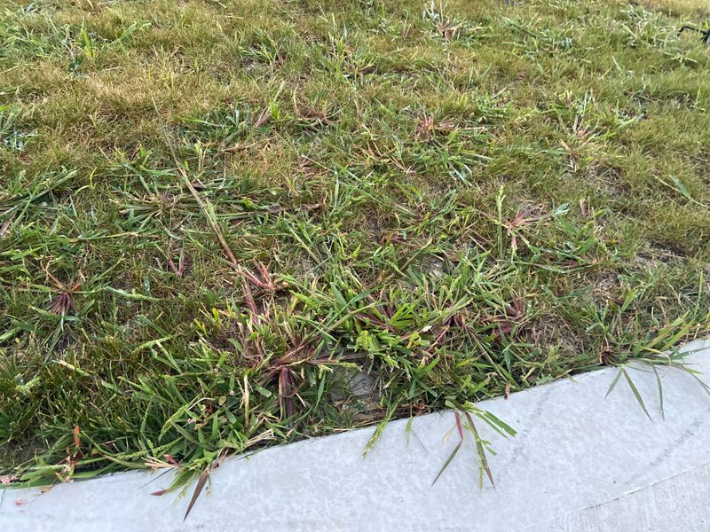 Weeds Taking Over Before Spring Starts