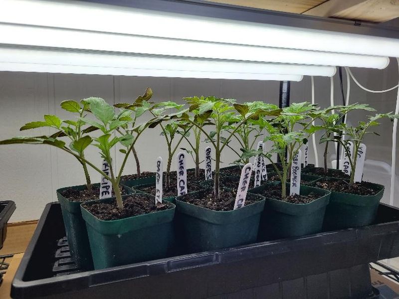 Plants Face Less Stress During Temperature Swings