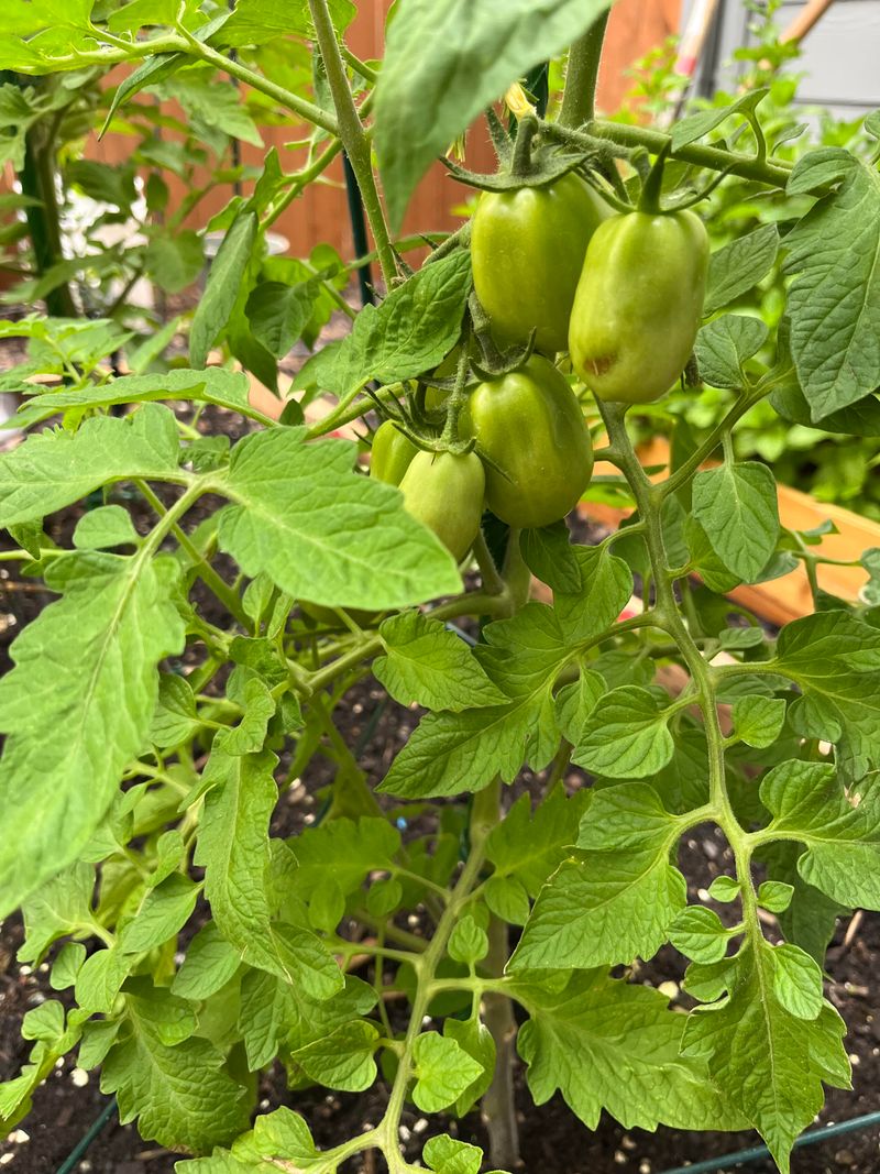 Sweeter Tomatoes Through Strategic Application