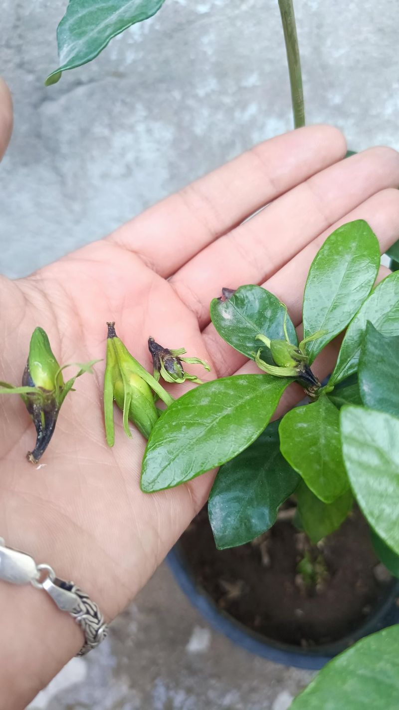 Heat Stress During Bud Formation