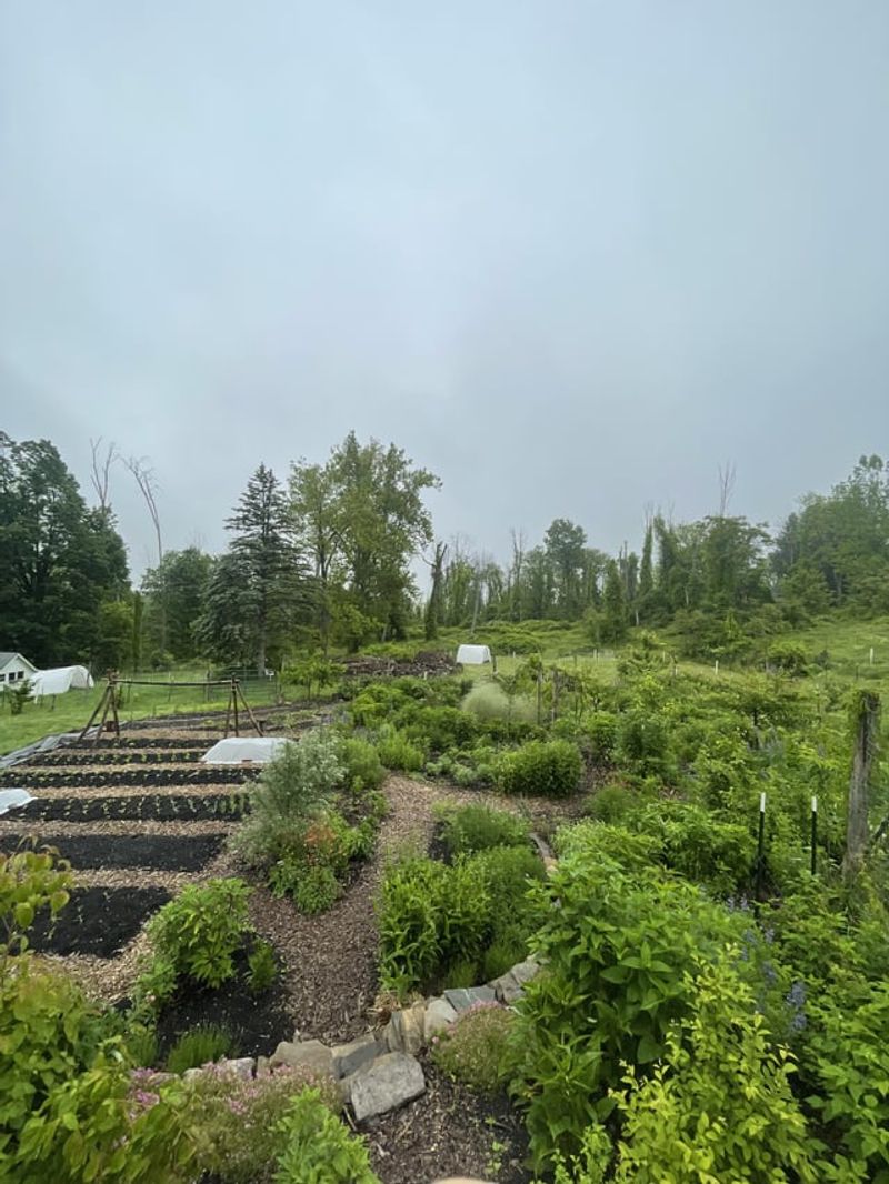 Edible Food Forests Transform Public Spaces