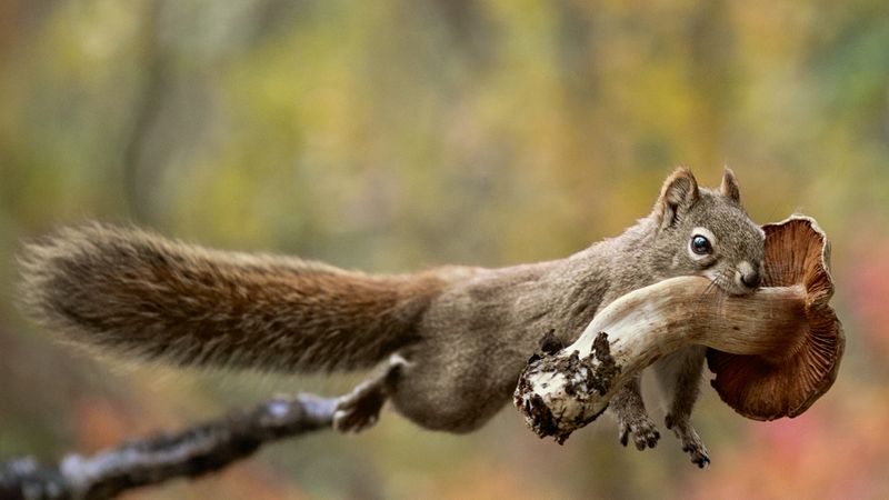 Squirrels And Their Constant Food Hunts