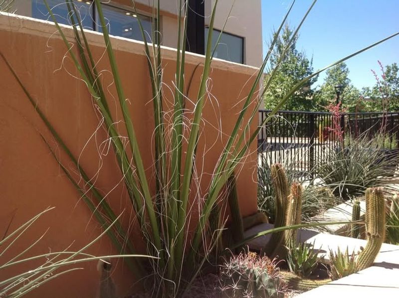 Giant Hesperaloe (Hesperaloe funifera)