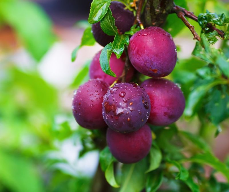 Dwarf Plum