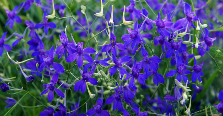 flowers (featured image)